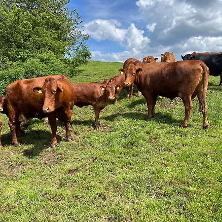 Haflinger Hof Detig * Dipperz