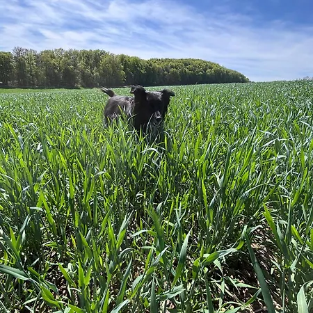 Haflinger Hof Detig *