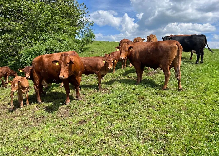 Haflinger Hof Detig * Dipperz