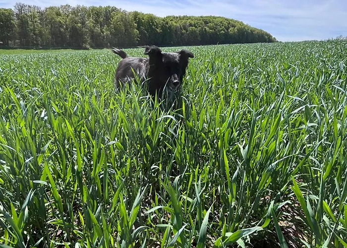 Haflinger Hof Detig *